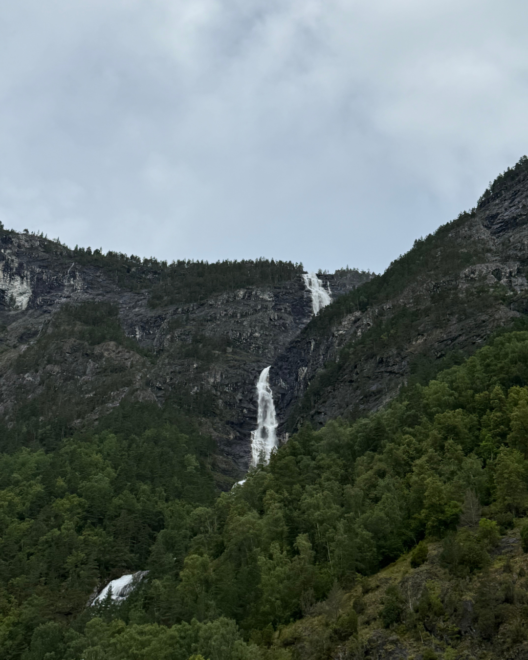 Northrune Carbon-Neutral Products with Arbor Day Foundation